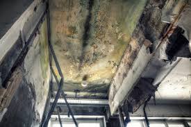 Best Basement Mold Removal  in Larksville, PA